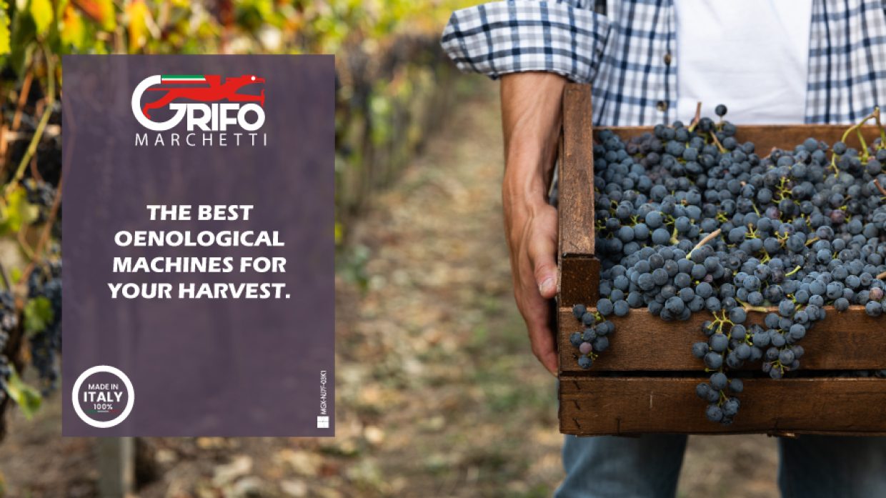 What is the harvest? When is it done? How to do it?