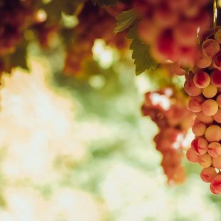 Vitis vinifera: why is it so important?