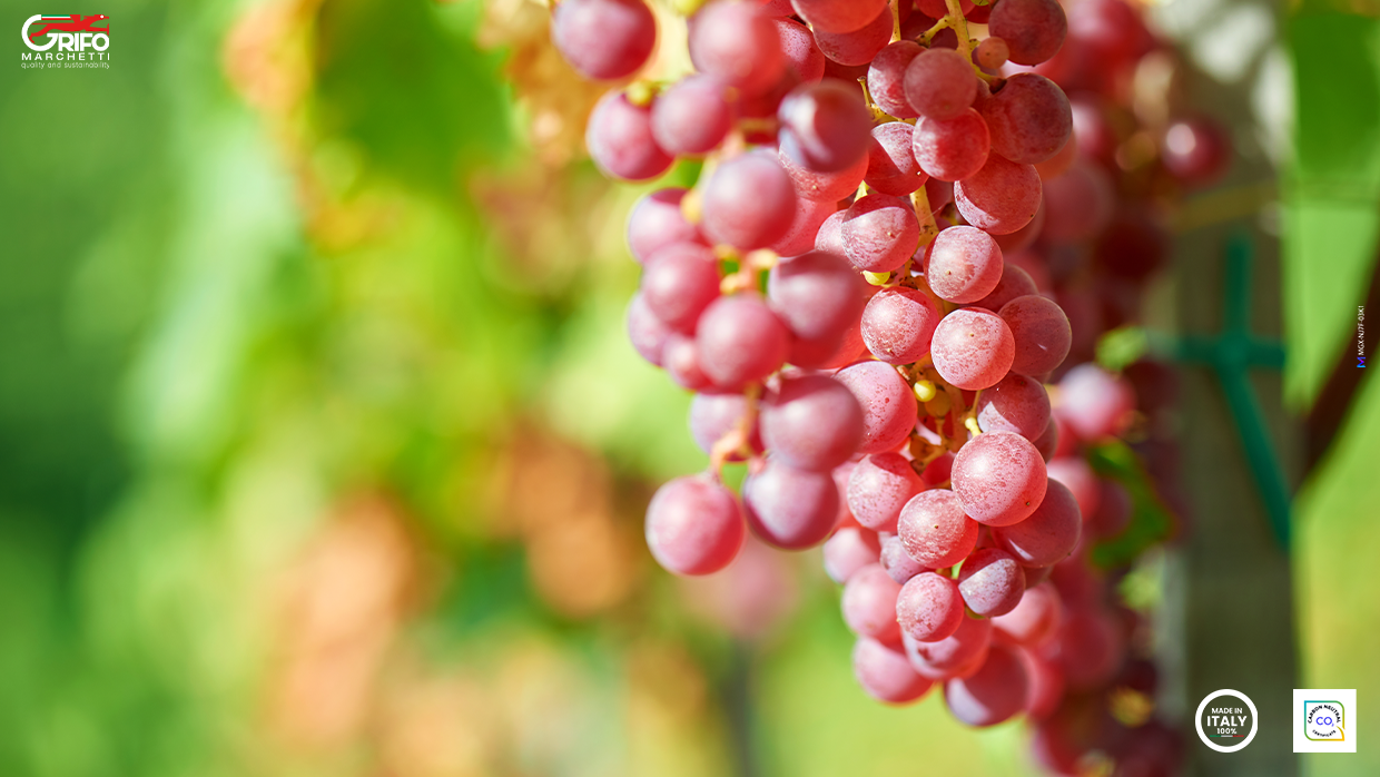 Vitis vinifera: why is it so important?